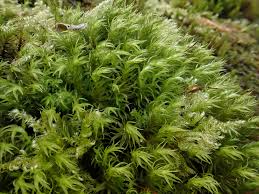 Attēlu rezultāti vaicājumam “Dichodontium pellucidum”