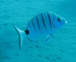 Image result for Diplodus cadenati
