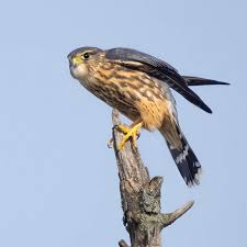 Image result for Falco columbarius