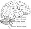 <b>Cerebellum</b> - Wikipedia, the free encyclopedia