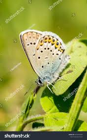 Attēlu rezultāti vaicājumam “Plebejus idas male”