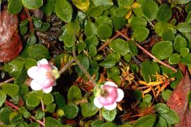 Attēlu rezultāti vaicājumam “Linnaea borealis fruit”