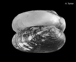 Attēlu rezultāti vaicājumam “Unio crassus”