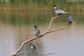 Attēlu rezultāti vaicājumam “Chlidonias hybrida”