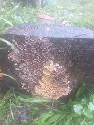 Attēlu rezultāti vaicājumam “Diderma tigrinum spores”