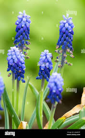 Attēlu rezultāti vaicājumam “Muscari armeniacum flower”