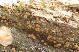 Attēlu rezultāti vaicājumam “Cribraria splendens”