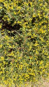 Attēlu rezultāti vaicājumam “Anthyllis arenaria”