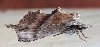 Attēlu rezultāti vaicājumam “Pterostoma palpina larva”