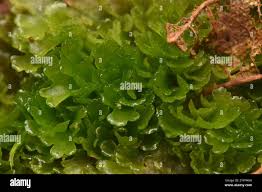 Attēlu rezultāti vaicājumam “Riccardia latifrons”