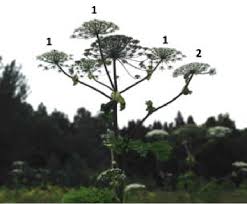 Attēlu rezultāti vaicājumam “Heracleum sosnowskyi”