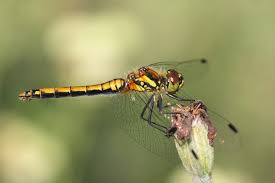 Attēlu rezultāti vaicājumam “Sympetrum danae”