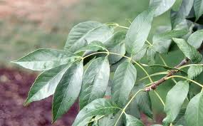 Attēlu rezultāti vaicājumam “Fraxinus pennsylvanica”