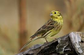 Attēlu rezultāti vaicājumam “Emberiza citrinella”