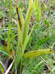 Attēlu rezultāti vaicājumam “Ophrys insectifera leaf”