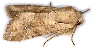 Attēlu rezultāti vaicājumam “Apamea sordens”