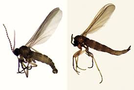 Attēlu rezultāti vaicājumam “Sciaridae”