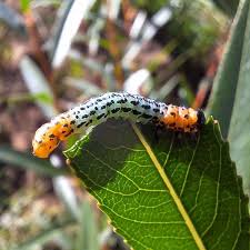 Attēlu rezultāti vaicājumam “Nematus salicis”