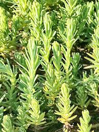 Attēlu rezultāti vaicājumam “Badhamia capsulifera var. arborea sessile”