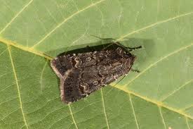 Attēlu rezultāti vaicājumam “Euxoa nigricans”