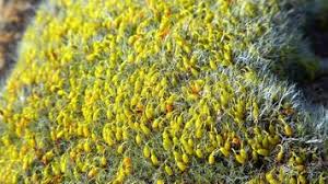 Attēlu rezultāti vaicājumam “Brachythecium salebrosum sporophyte”