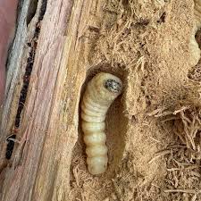 Attēlu rezultāti vaicājumam “Cerambycidae larva”