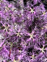 Image result for Dianthus superbus