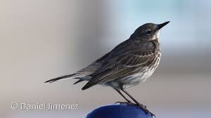 Image result for Anthus petrosus