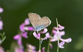 Attēlu rezultāti vaicājumam “Agrodiaetus amandus male”