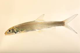 Image result for Elops saurus