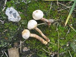 Attēlu rezultāti vaicājumam “Tulostoma fimbriatum”