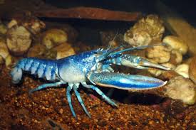 Image result for Homarus americanus