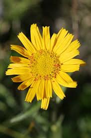 Image result for Buphthalmum salicifolium