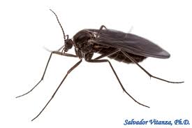 Attēlu rezultāti vaicājumam “Sciaridae”