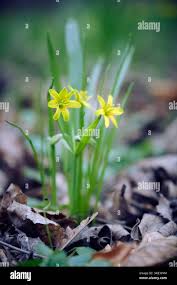 Attēlu rezultāti vaicājumam “Gagea lutea flower”