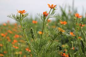 Image result for Adonis aestivalis