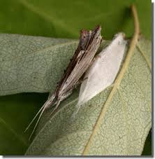 Attēlu rezultāti vaicājumam “Ypsolopha scabrella”