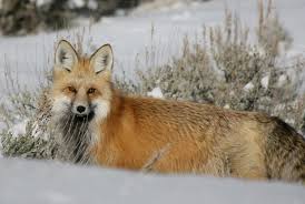 Attēlu rezultāti vaicājumam “Vulpes vulpes”