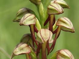 Attēlu rezultāti vaicājumam “Orchis mascula bud”