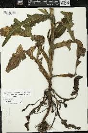 Attēlu rezultāti vaicājumam “Sonchus arvensis subsp. uliginosus fruit”