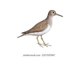 Attēlu rezultāti vaicājumam “Actitis hypoleucos”