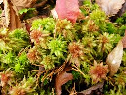 Attēlu rezultāti vaicājumam “Sphagnum palustre”