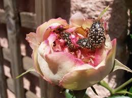 Attēlu rezultāti vaicājumam “Oxythyrea funesta”