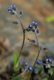 Attēlu rezultāti vaicājumam “Myosotis ramosissima”