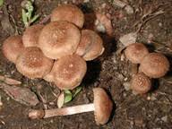 Attēlu rezultāti vaicājumam “Inocybe lanuginosa”