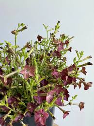 Image result for Nicotiana x sanderae `Perfume`F1
