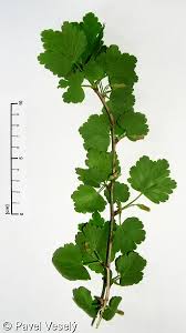 Attēlu rezultāti vaicājumam “Ribes uva-crispa leaf”