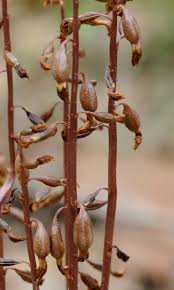 Attēlu rezultāti vaicājumam “Neckera crispa sporophyte”