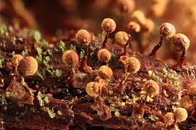 Attēlu rezultāti vaicājumam “Cribraria purpurea spores”