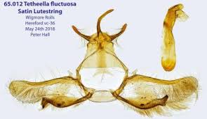 Attēlu rezultāti vaicājumam “Tetheella fluctuosa”